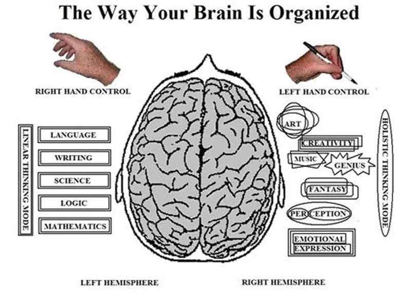 How Our Brain is Organized
