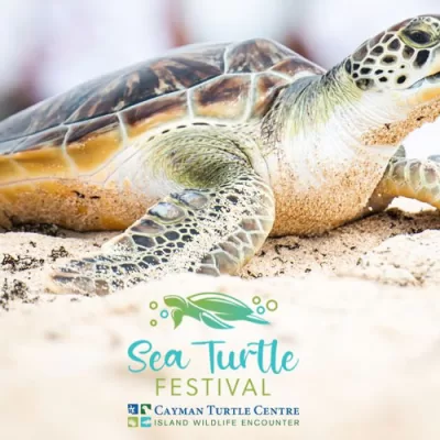 Carnival Breeze: Grand Cayman with the Turtles