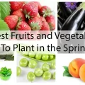 Best Fruits and Vegetables to Plant in the Spring