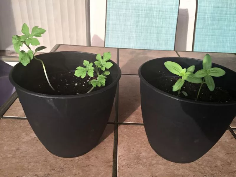 Growing Watermelons in Containers
