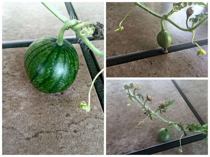 WGrowing Watermelon in Containers