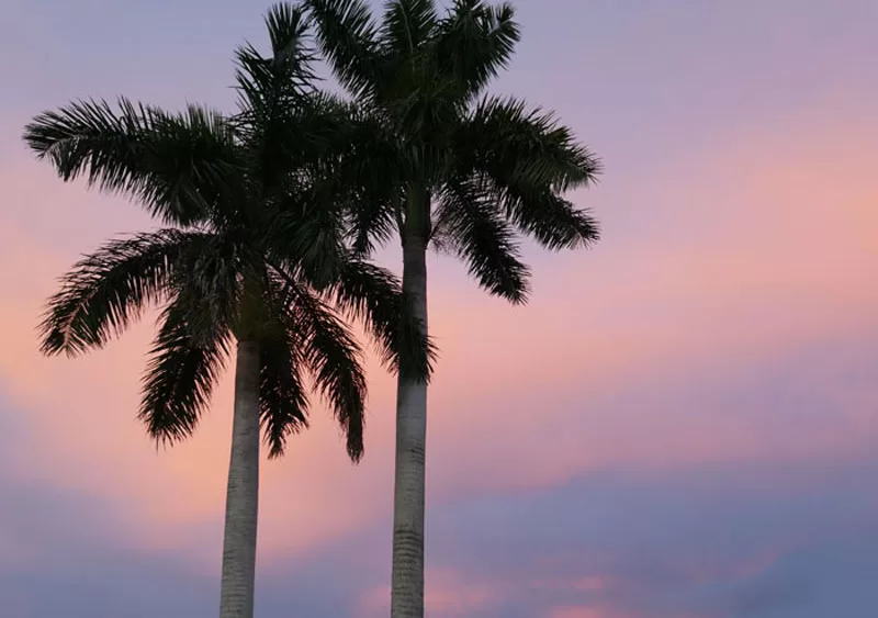 Sunset & Palm Trees