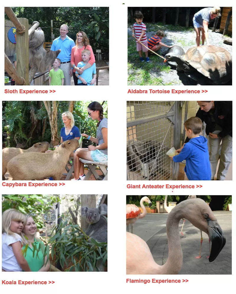 Animal Experience at the Palm Beach Zoo