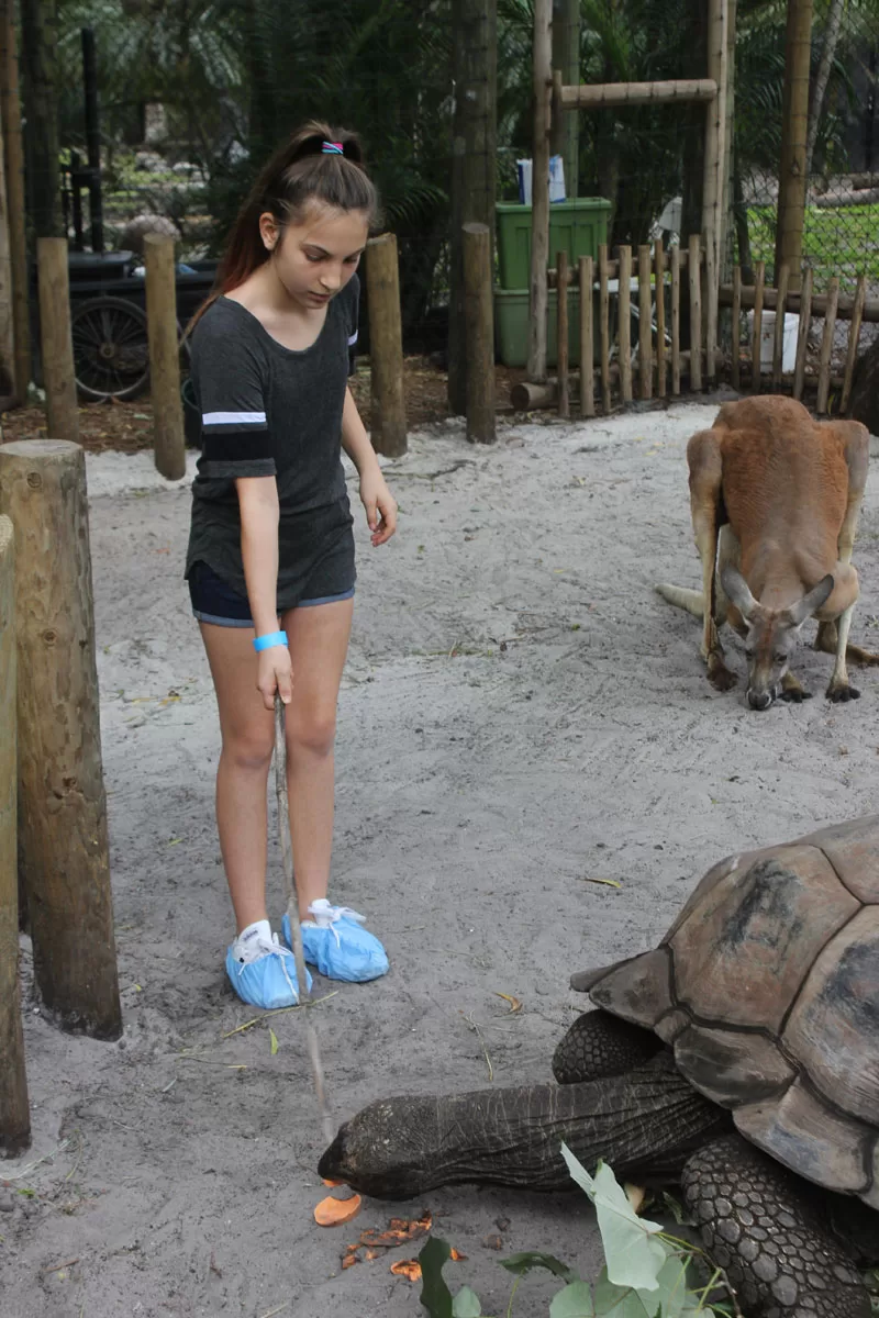 Tortoise Experience at the Palm Beach Zoo