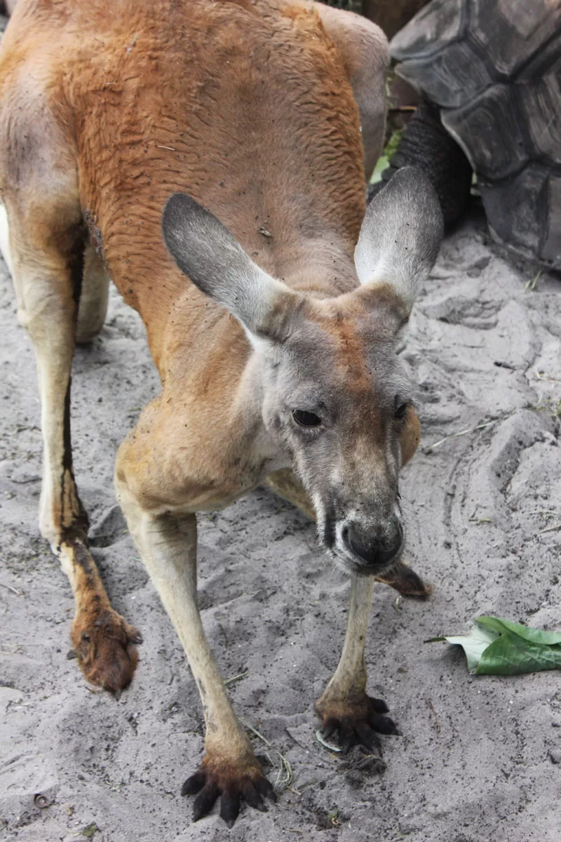 Kangaroo at the Palm Beach Zoo