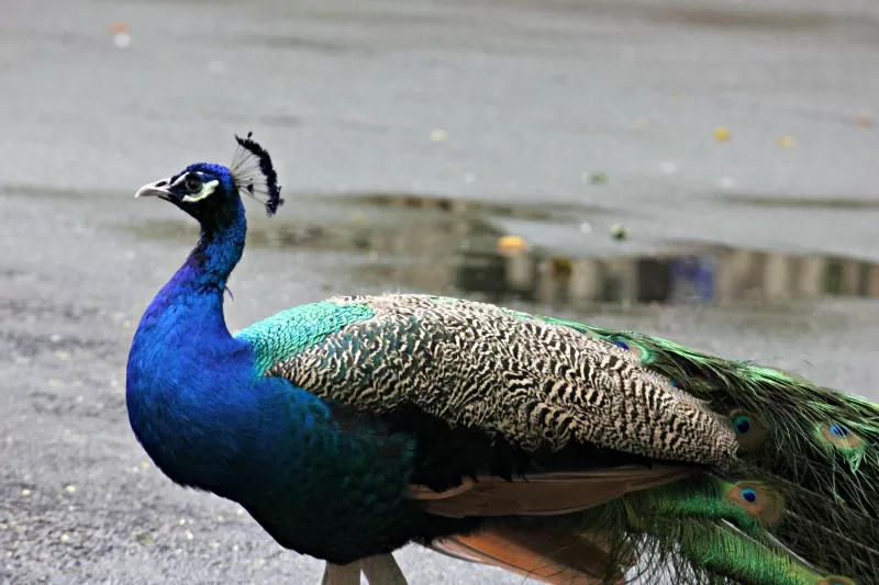Peacock at the Palm Beach Zoo