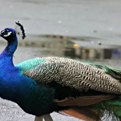 Peacock at Palm Beach Zoo