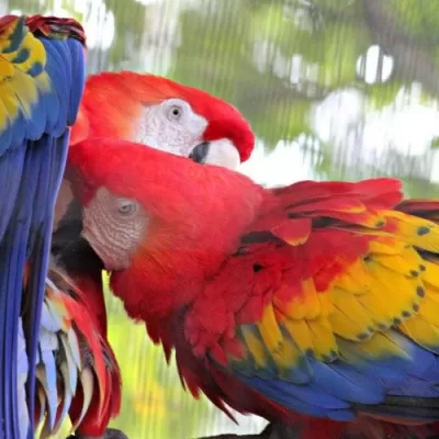 Magnificent Macaw: Palm Beach Zoo Series