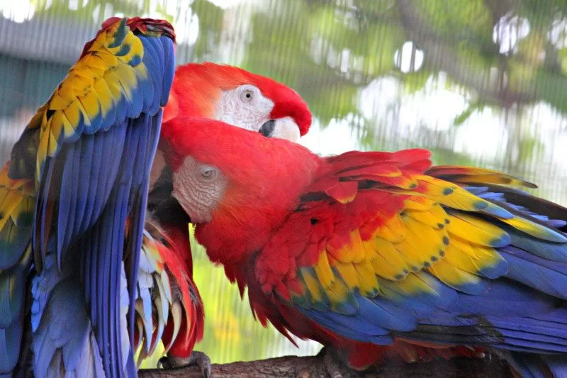 Macaw at the Palm Beach Zoo