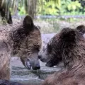 Grizzly Bears at the Palm Beach Zoo