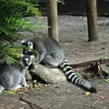 Lemurs at the Palm Beach Zoo