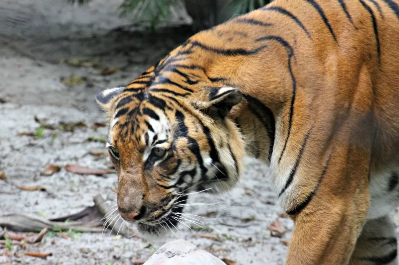 Tigers at Palm Beach Zoo