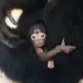 Birth of Baby Siamang at Palm Beach Zoo