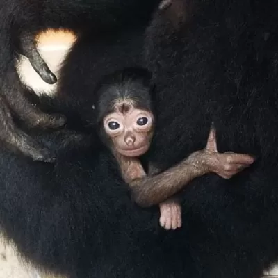 Palm Beach Zoo Announces Birth of  Baby Siamang