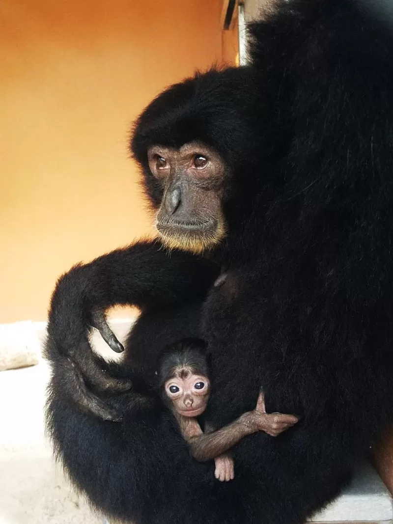 Birth of  Baby Siamang at Palm Beach Zoo