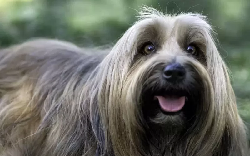 Grooming Shears for Long-Hair Dogs