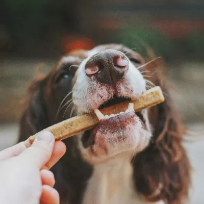 Homemade Dog Treats