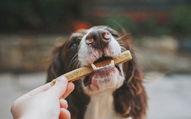 Homemade Dog Treats